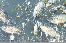 Dead Fish.jpg (15563 bytes)